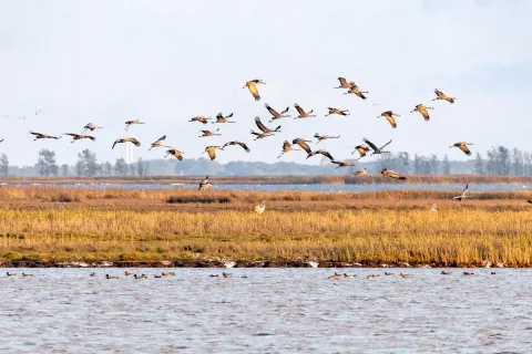 Kraniche fliegen über die ruhige und unberührte Natur der Boddenlandschaft auf Fischland-Darß-Zingst.