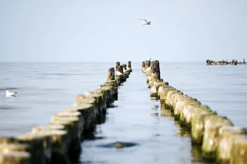 Ostsee vor Usedom mit Buhnen und Möwen.