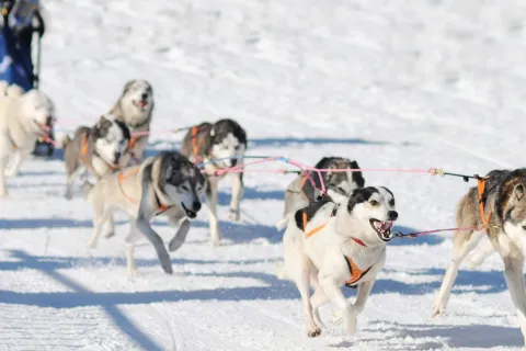 Wenn Schlittenhunde den Strand erobern: Baltic Lights auf Usedom