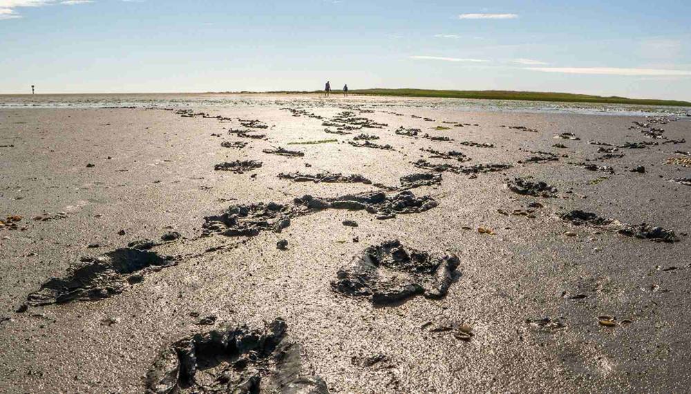 Fußspuren im feuchten Wattboden während einer Wanderung durch das Wattenmeer auf Sylt.