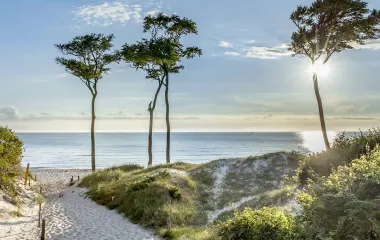 Dünenlandschaft mit Sandweg, Meerblick und schlanken Bäumen unter einem sonnigen Himmel in Ahrenshoop an der Ostsee.