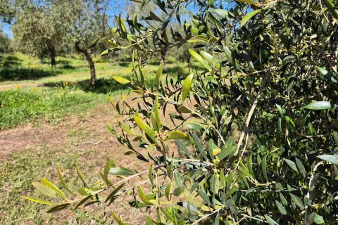 Eine Detailaufnahme eines Olivenbaumes mit grünen spanischen Oliven bei sonnigem Wetter.
