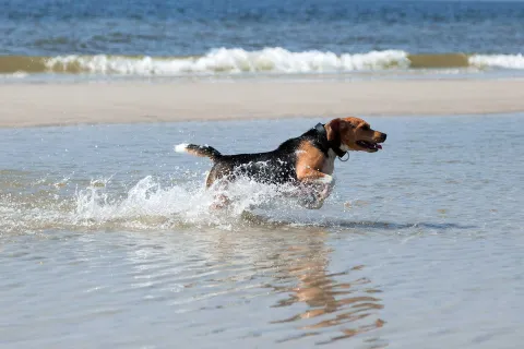 Fröhlicher Hund spielt und springt in der Nordsee am Strand von Sylt.